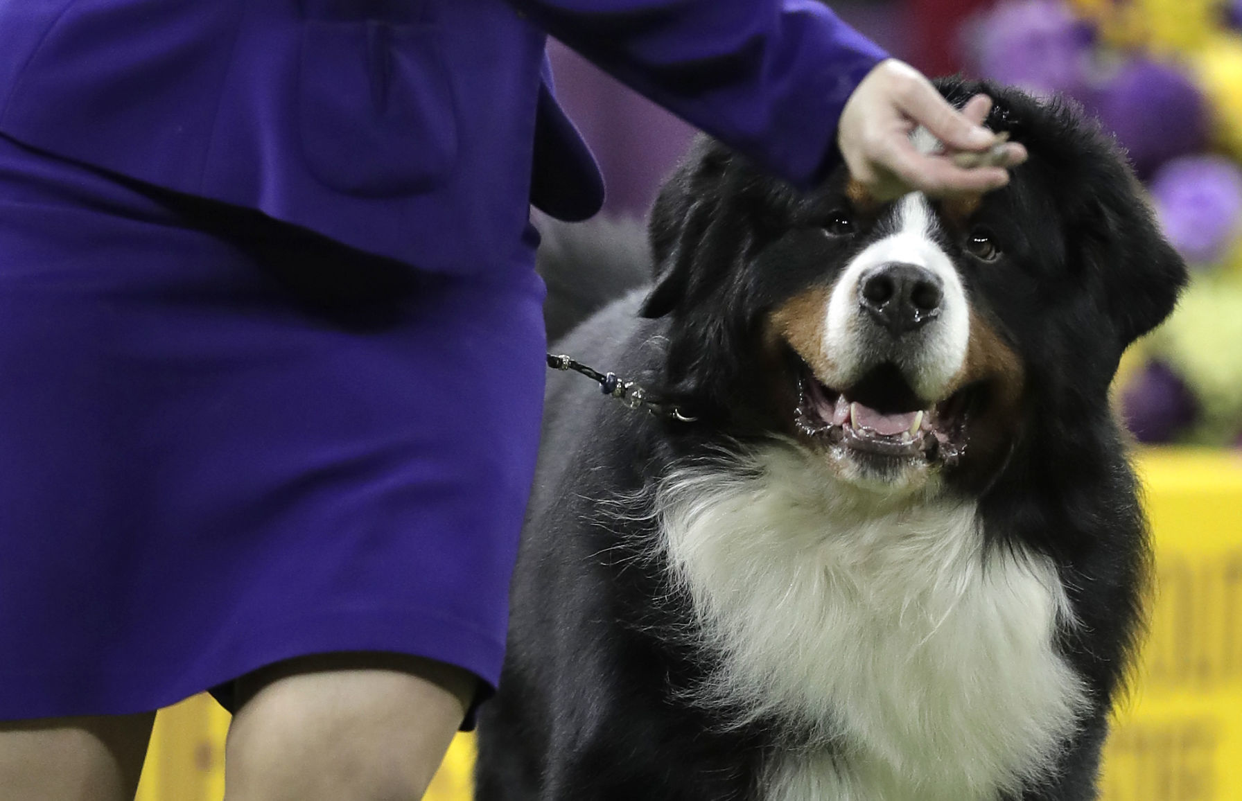 22. Bernese Mountain Dogs